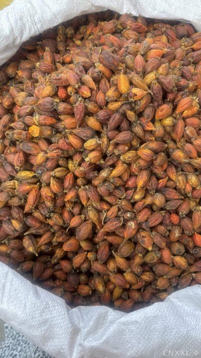 spice_22388_cff40864_3.jpg