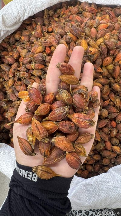 spice_22388_db3ea0f4_2.jpg