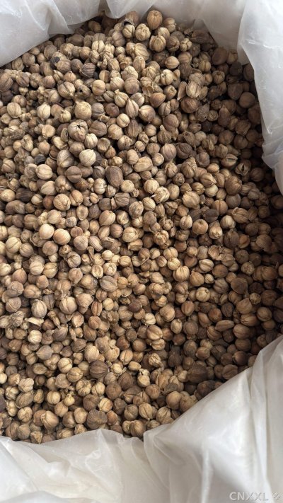 spice_22795_ec9db488_3.jpg