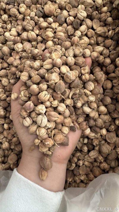 spice_22798_2b6fe6e8_2.jpg