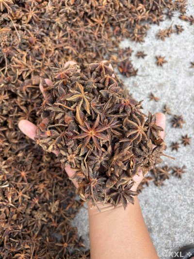spice_22813_55219fe4_1.jpg