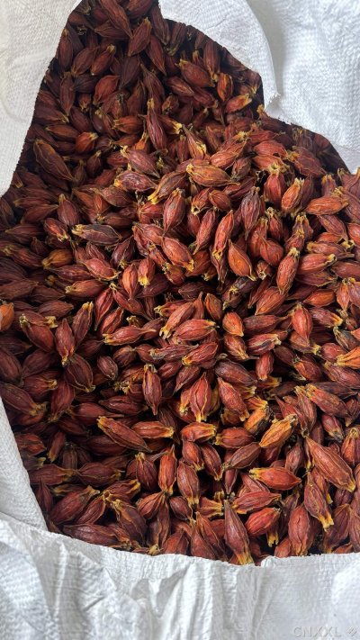 spice_22839_5de480af_3.jpg