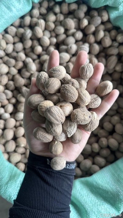 spice_23172_9a166c6e_1.jpg