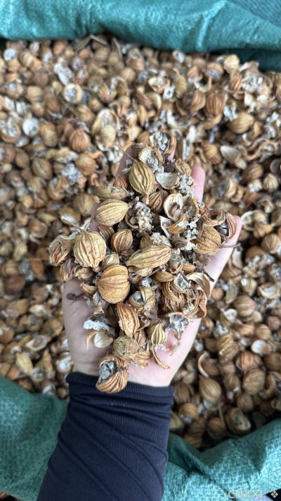 spice_23426_ba679edb_1.jpg