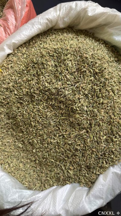 spice_23436_5f81e1bf_2.jpg