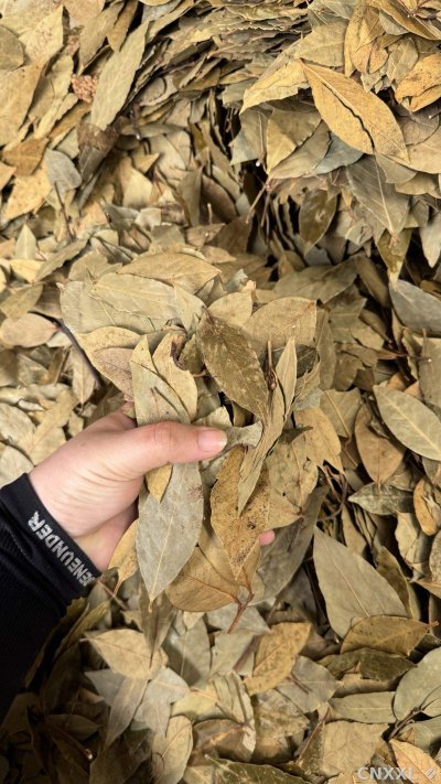 spice_23967_f80cb385_1.jpg
