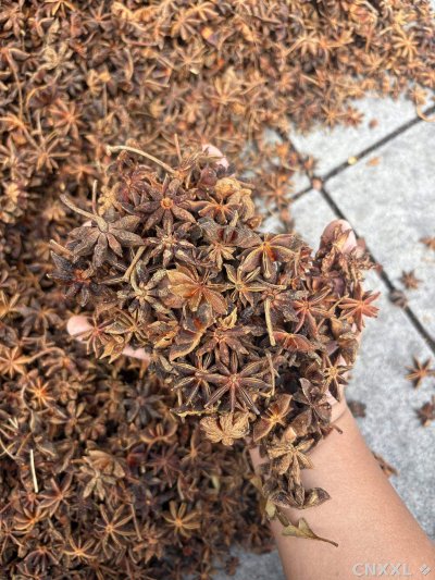 spice_23989_8df6b6d9_1.jpg