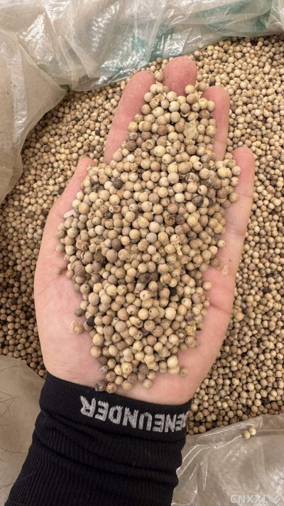 spice_24026_4bf65b68_2.jpg