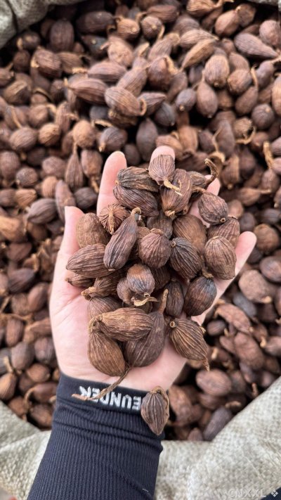 spice_24063_7854232f_1.jpg