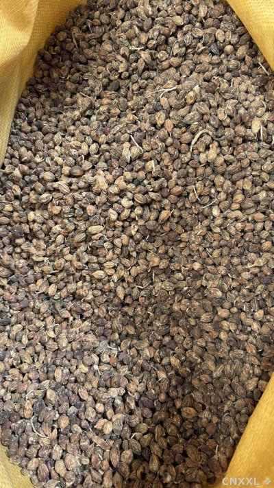 spice_24248_0998568a_3.jpg