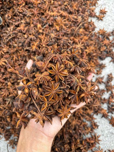 spice_25083_c2d927ce_1.jpg
