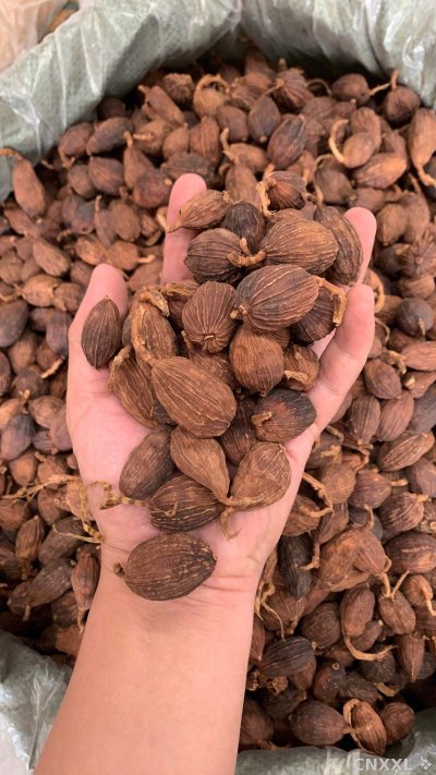 spice_25424_aa9fe17e_2.jpg