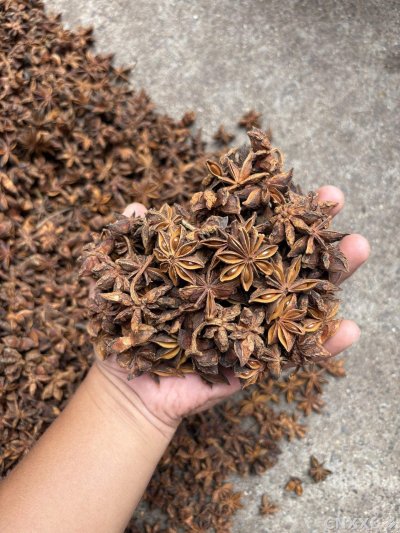 spice_25431_7f696fd4_1.jpg