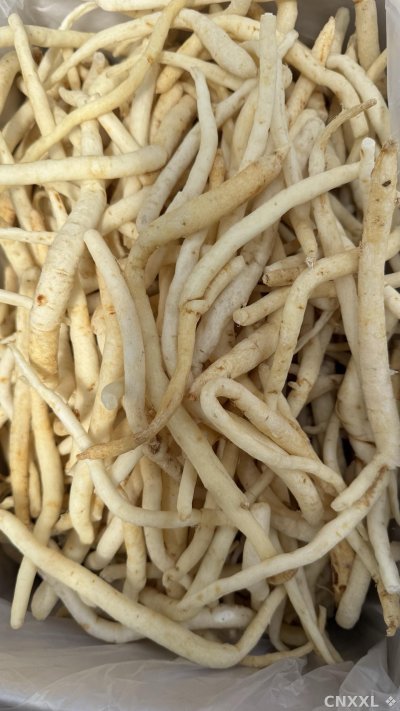 spice_25489_d0accbe4_3.jpg