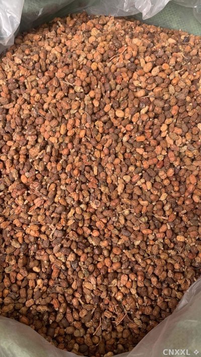 spice_25520_b038904b_3.jpg