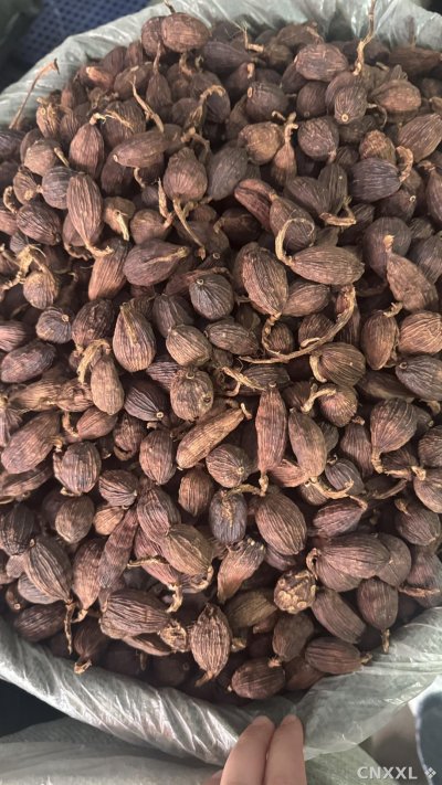 spice_25526_1e7ea35a_3.jpg