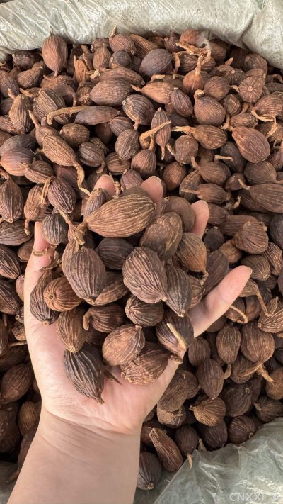 spice_25528_f7531aaf_1.jpg