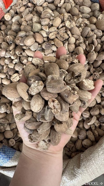 spice_25534_d3b5e55c_1.jpg