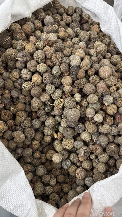 spice_25536_2183ccd9_3.jpg