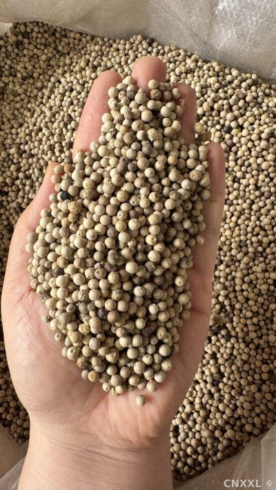 spice_25544_fce3d7af_2.jpg