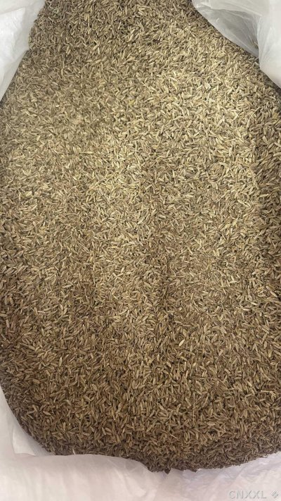 spice_25552_bdeec0fe_3.jpg