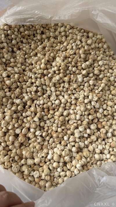 spice_25554_e9782e5b_3.jpg