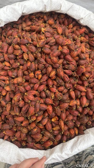 spice_25555_0cf958b6_3.jpg