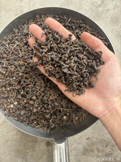 spice_25581_81051ce7_3.jpg