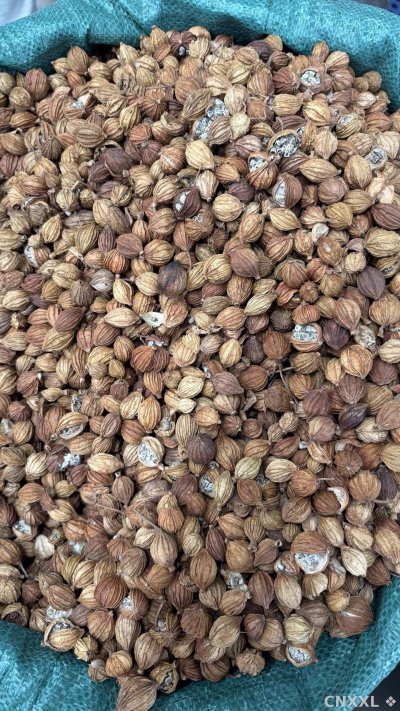 spice_25587_3078788d_3.jpg