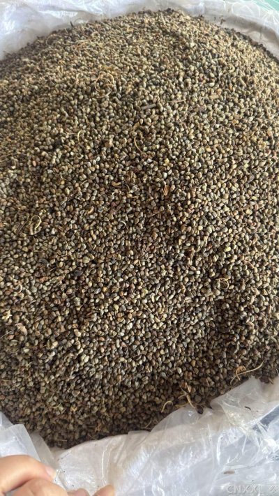 spice_25592_e99c710a_3.jpg