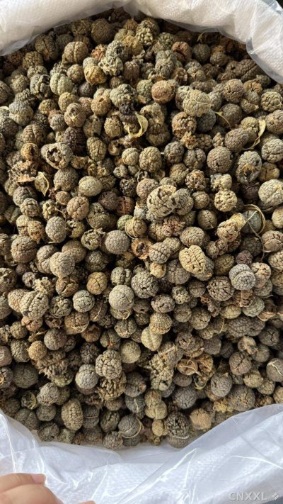 spice_25593_7519203b_3.jpg