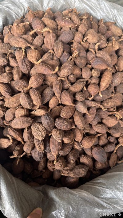 spice_25602_79ef6696_3.jpg