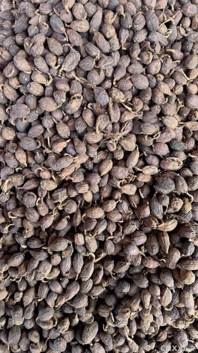spice_25604_5b0cd9e7_3.jpg