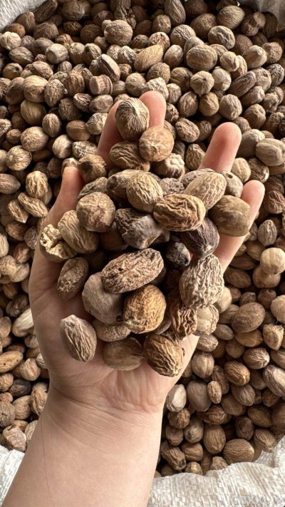 spice_25606_75f0e98e_2.jpg