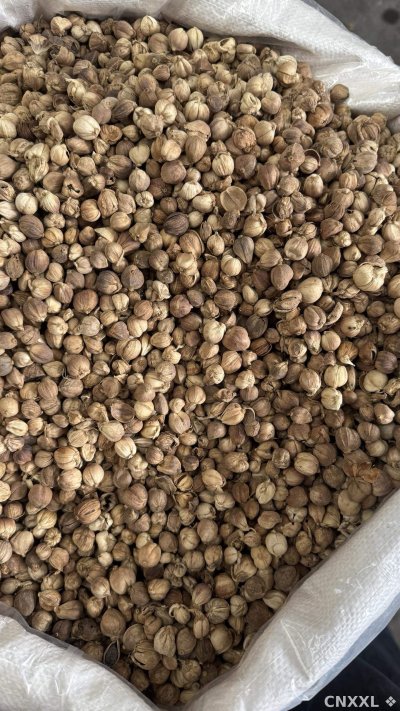 spice_25615_ee856bf1_3.jpg