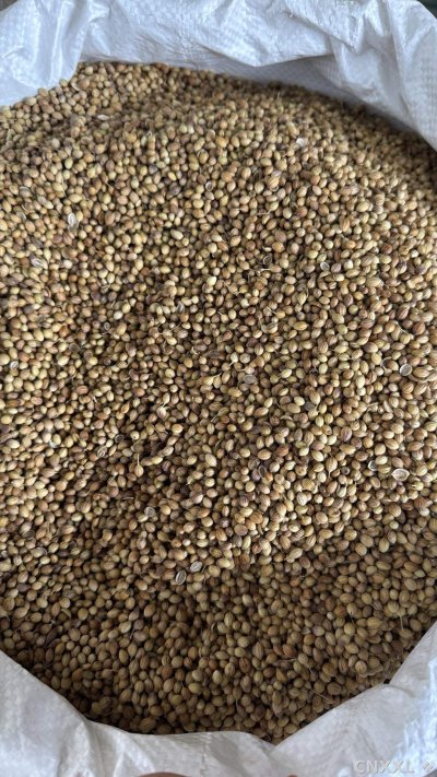 spice_25617_13e1cf2a_3.jpg