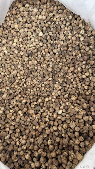 spice_25620_39f907ce_3.jpg