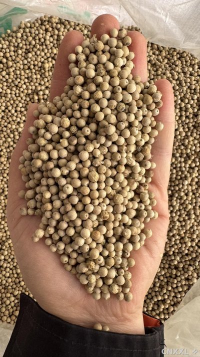 spice_25623_057f8bf1_2.jpg