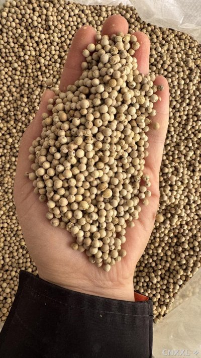 spice_25623_668f6dc2_1.jpg