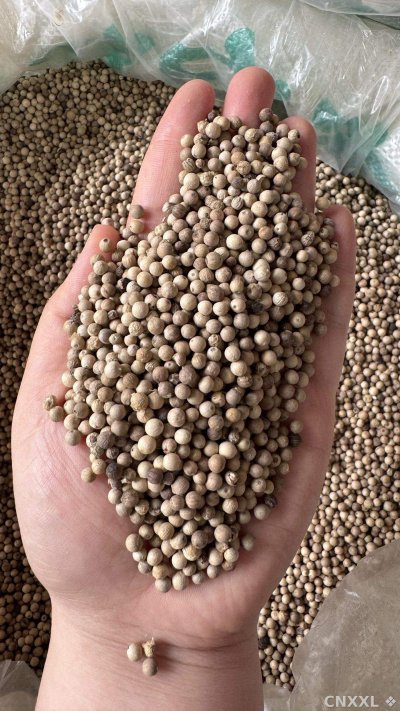 spice_25624_c9bc9b3e_1.jpg