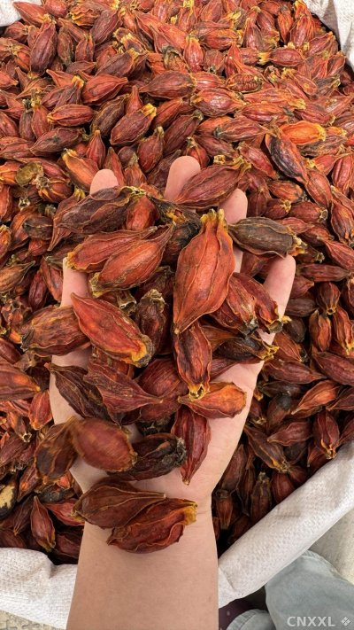 spice_25634_2e9bc6d0_1.jpg