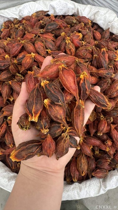 spice_25640_dfa09ab8_1.jpg