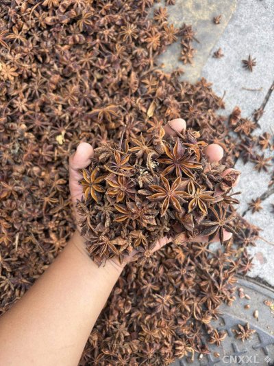 spice_25655_7df000b5_2.jpg