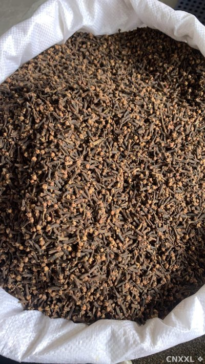 spice_25669_4908fbc6_3.jpg