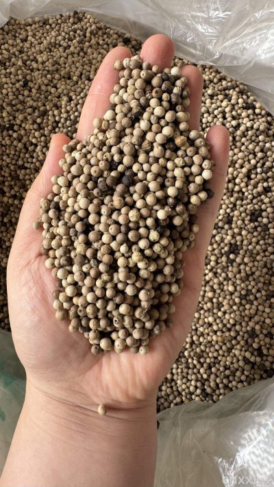 spice_25677_b6ccce2e_1.jpg