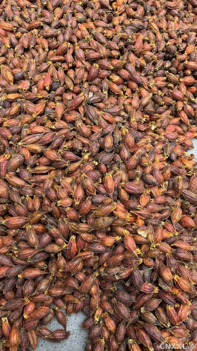 spice_25679_fa9ef9fe_3.jpg