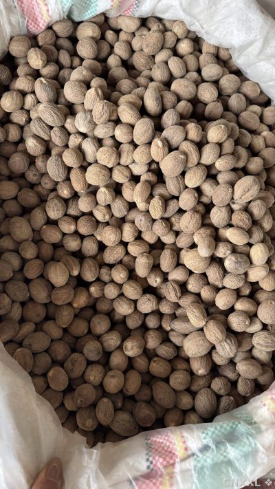 spice_25681_62763d43_2.jpg