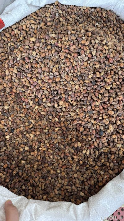 spice_25684_b27a281c_3.jpg