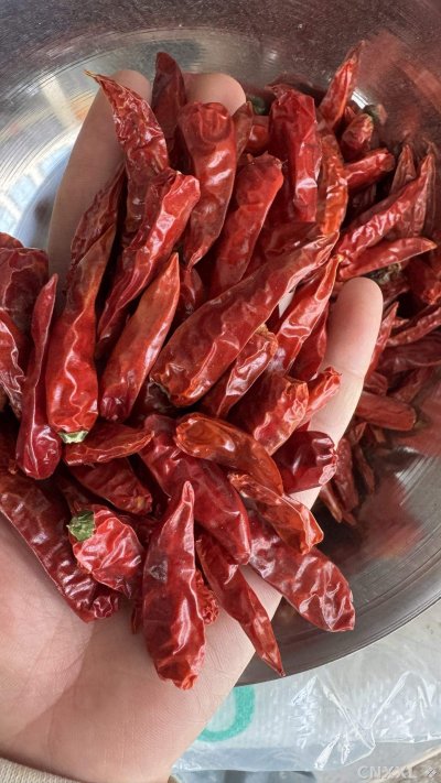 spice_25689_6b12a55f_1.jpg