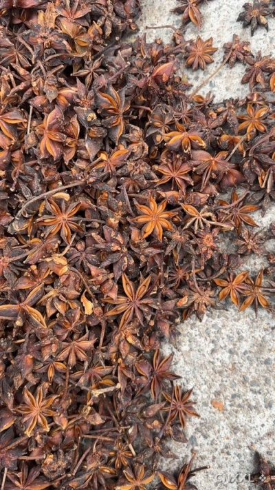 spice_25693_01095ee1_1.jpg